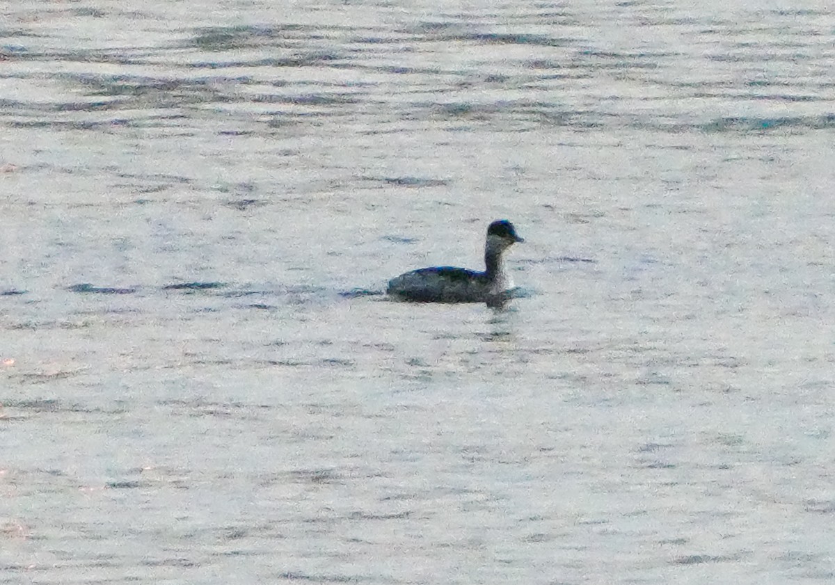 Horned Grebe - ML630340441
