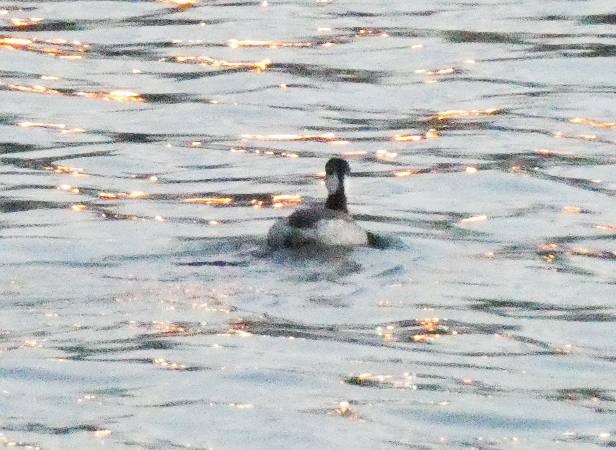 Horned Grebe - ML630340442
