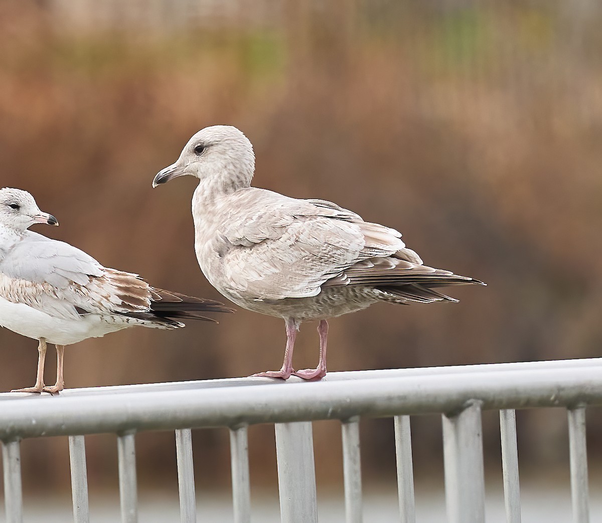 Iceland Gull (Thayer's) - ML630340473