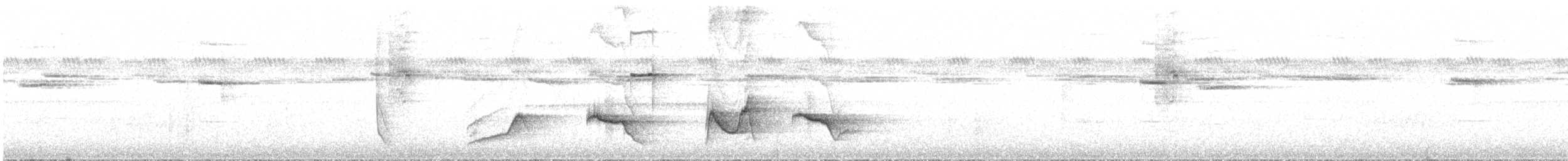 White-throated Oxylabes - ML630340492