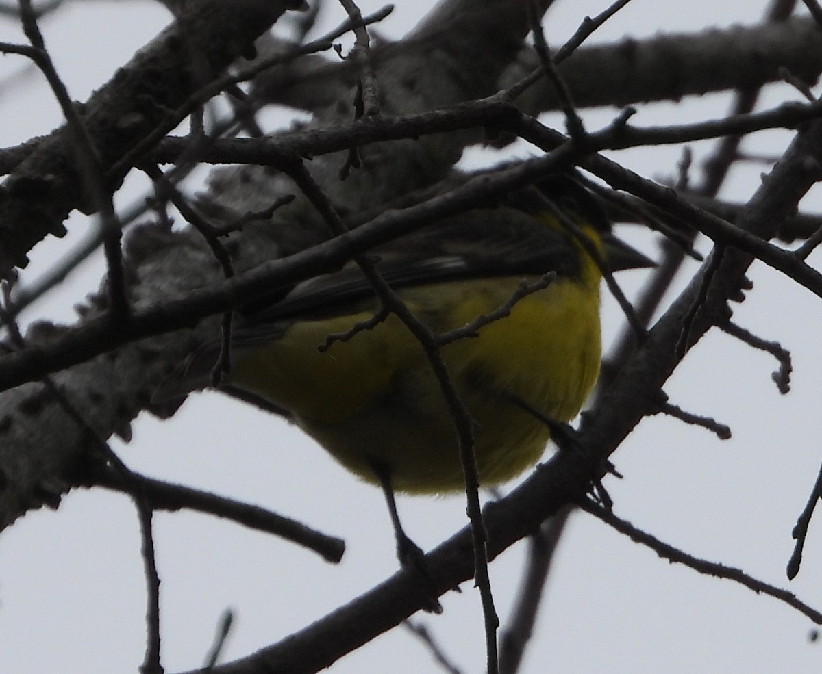 Lesser Goldfinch - ML630340634