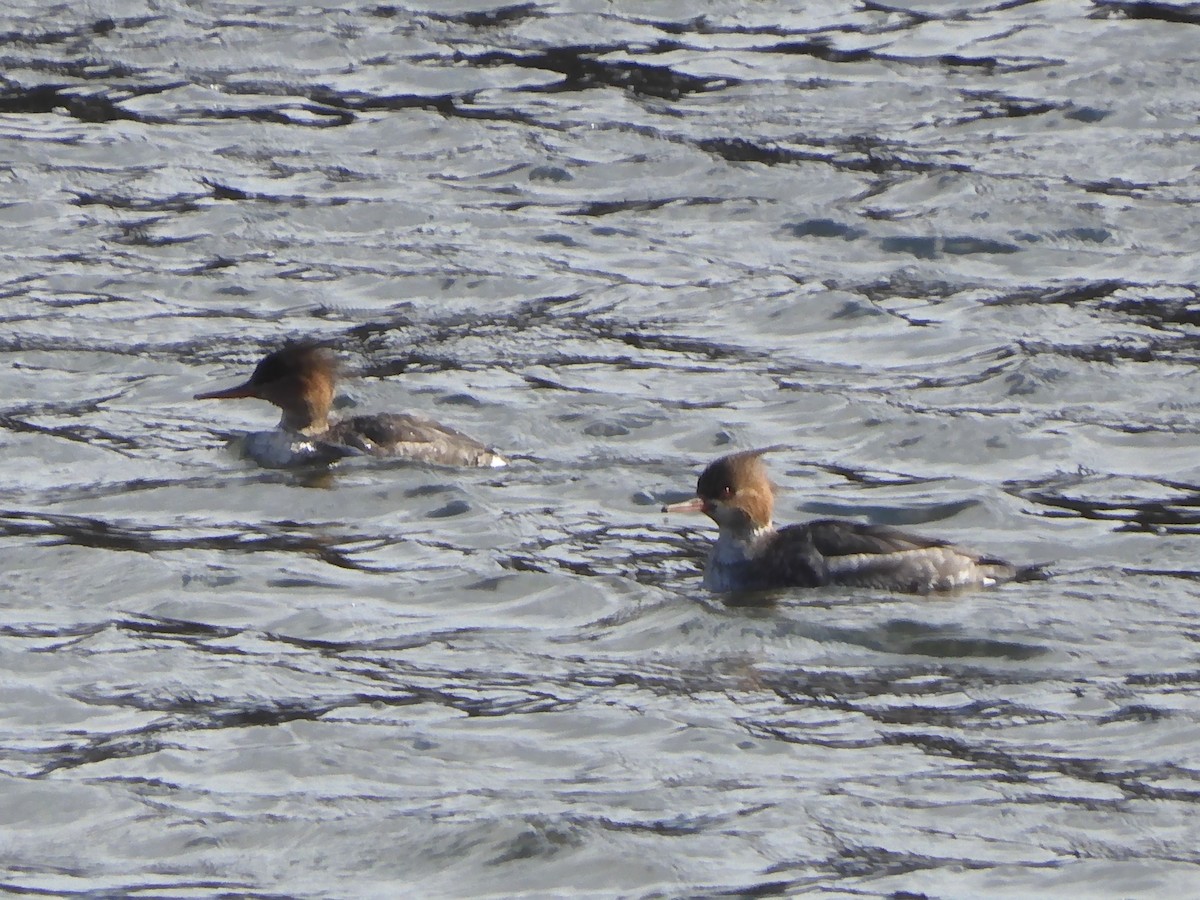 Red-breasted Merganser - ML630340653