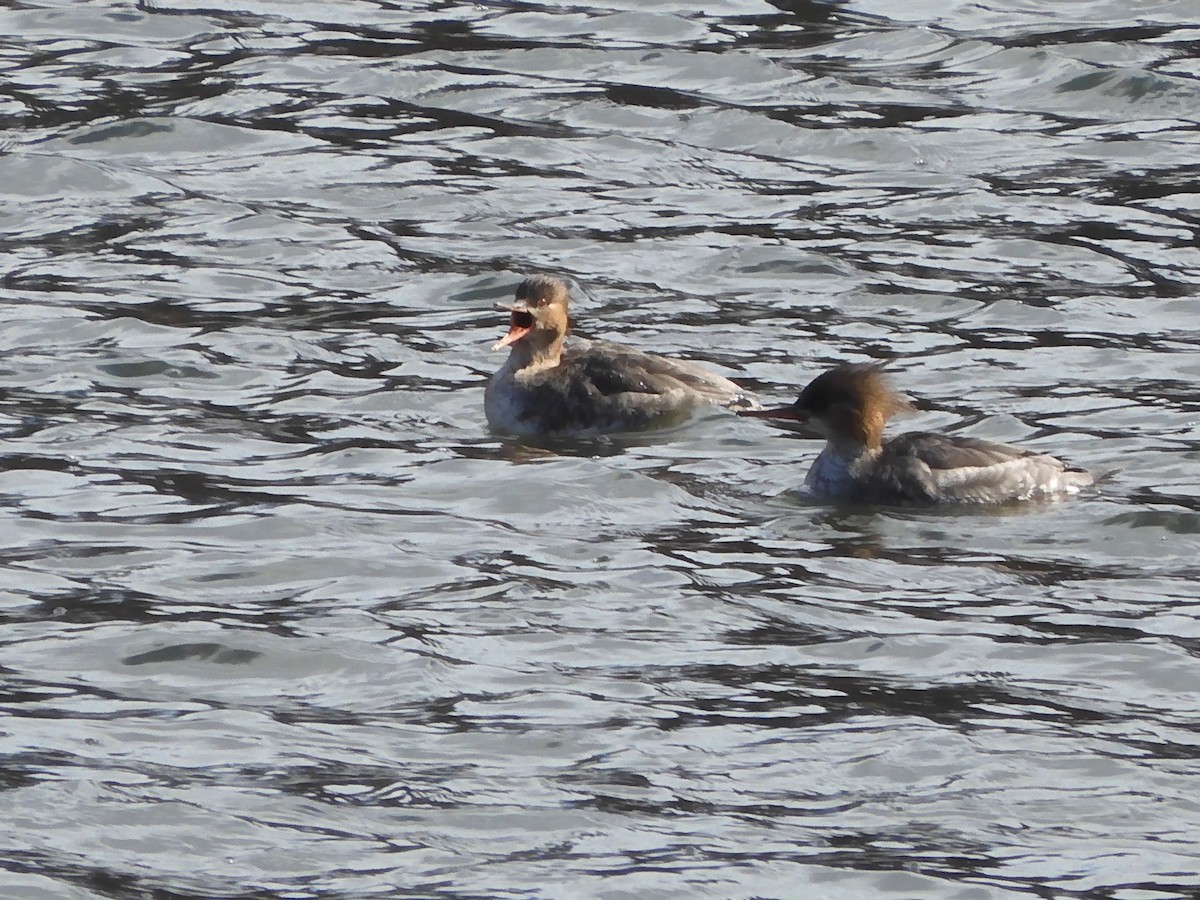 Red-breasted Merganser - ML630340654