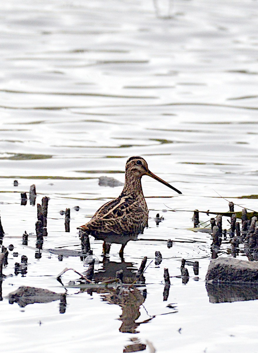 Latham's Snipe - ML630340847