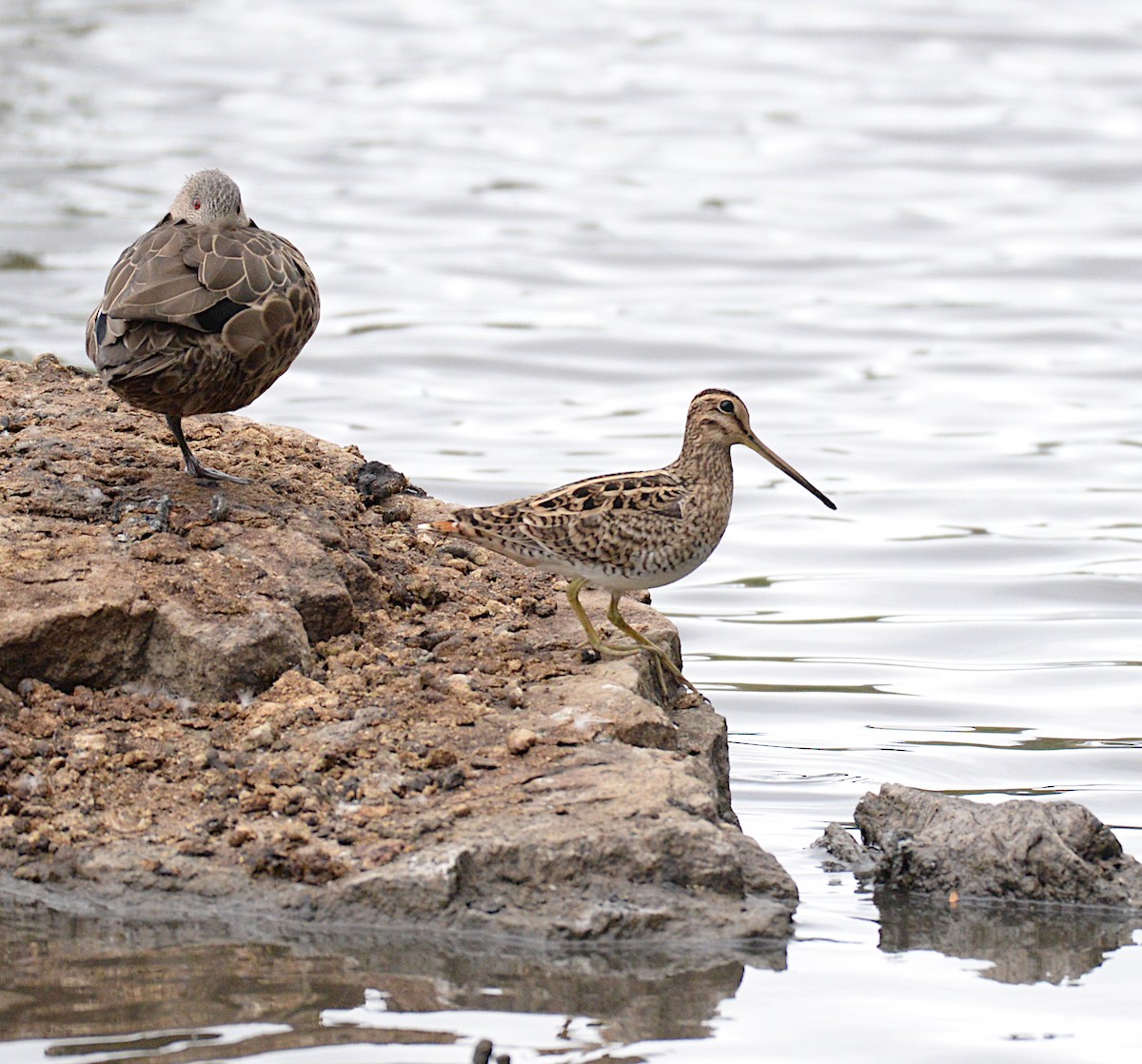Latham's Snipe - ML630340852