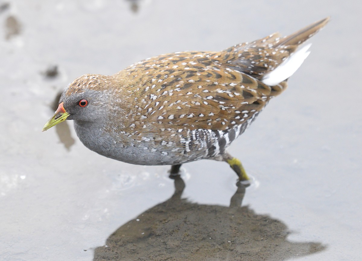 Australian Crake - ML630340892