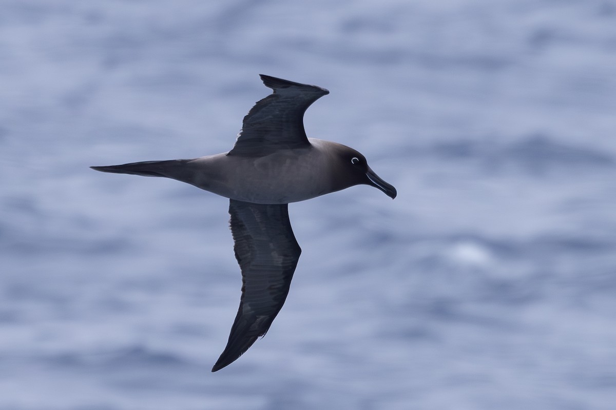 Graumantelalbatros - ML630340925