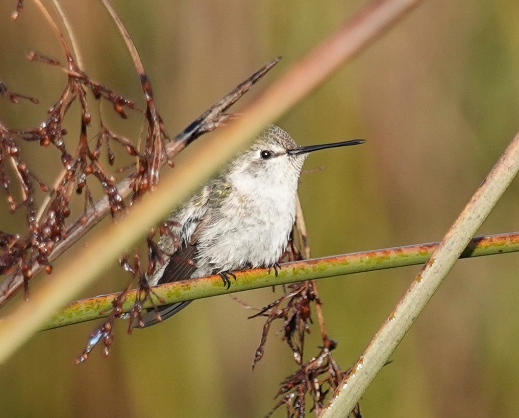 Costa's Hummingbird - ML630341263
