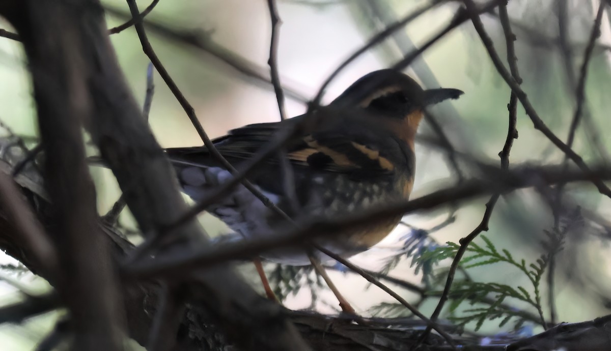 Varied Thrush - ML630341561
