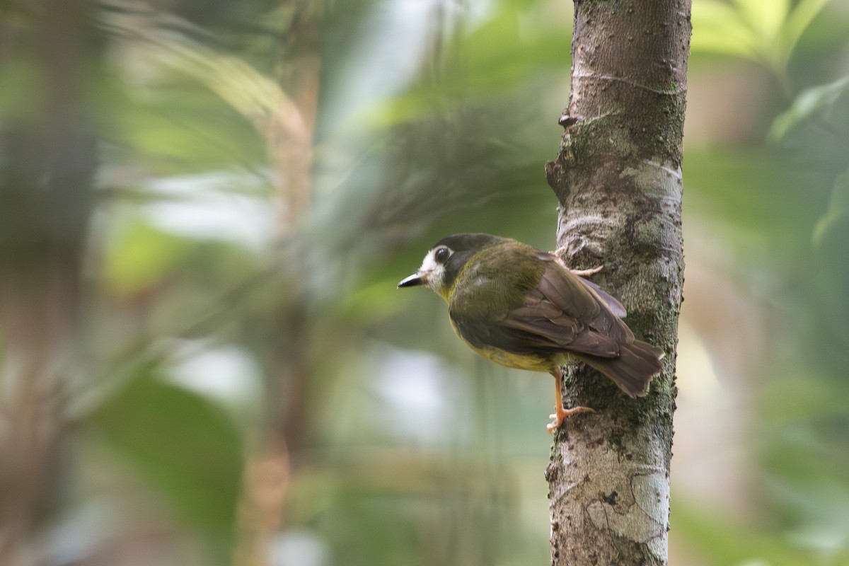 White-faced Robin - ML630341746