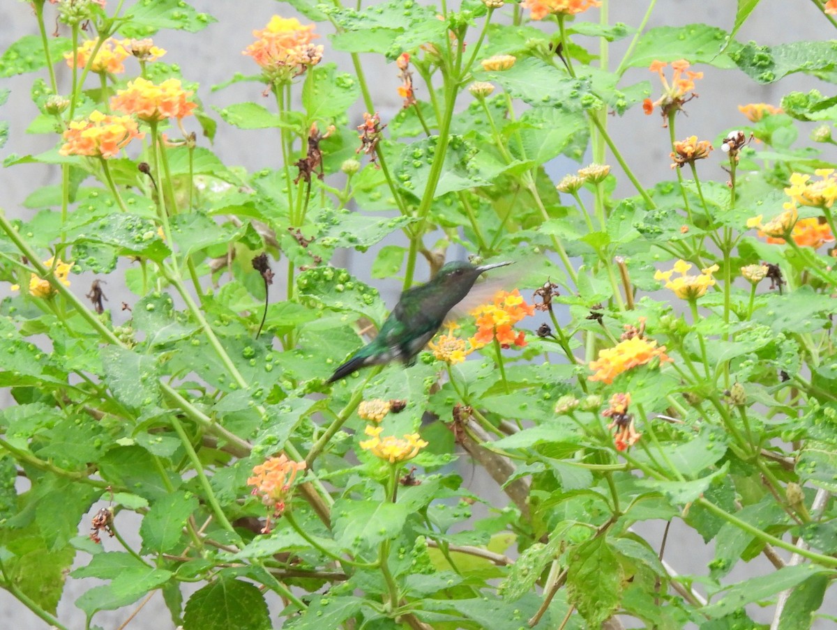 Sapphire-throated Hummingbird - ML630341857