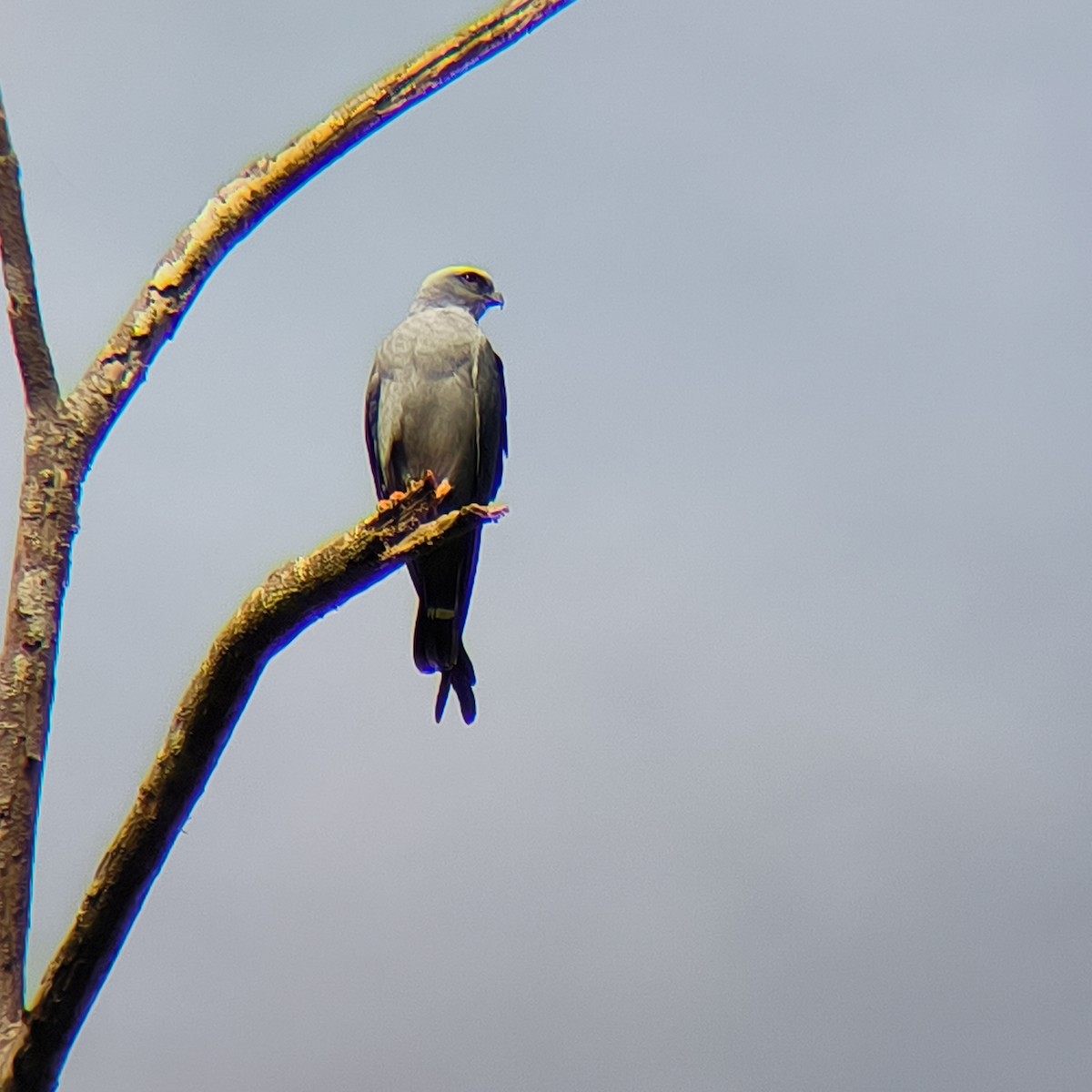 Plumbeous Kite - ML630341869