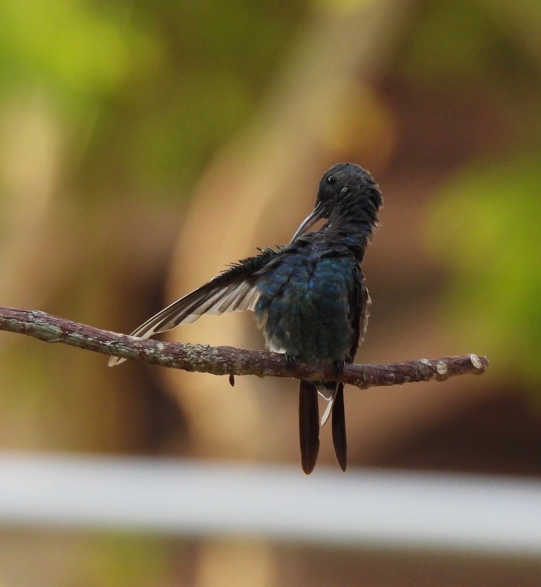 Sapphire-throated Hummingbird - ML630341908