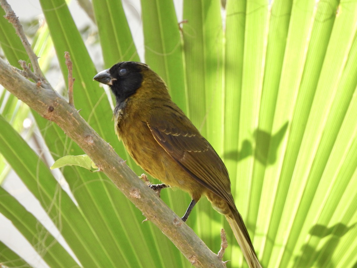 eBird Checklist - 7 Feb 2025 - Quinta Mazatlan WBC (LTC 063) - 6 species