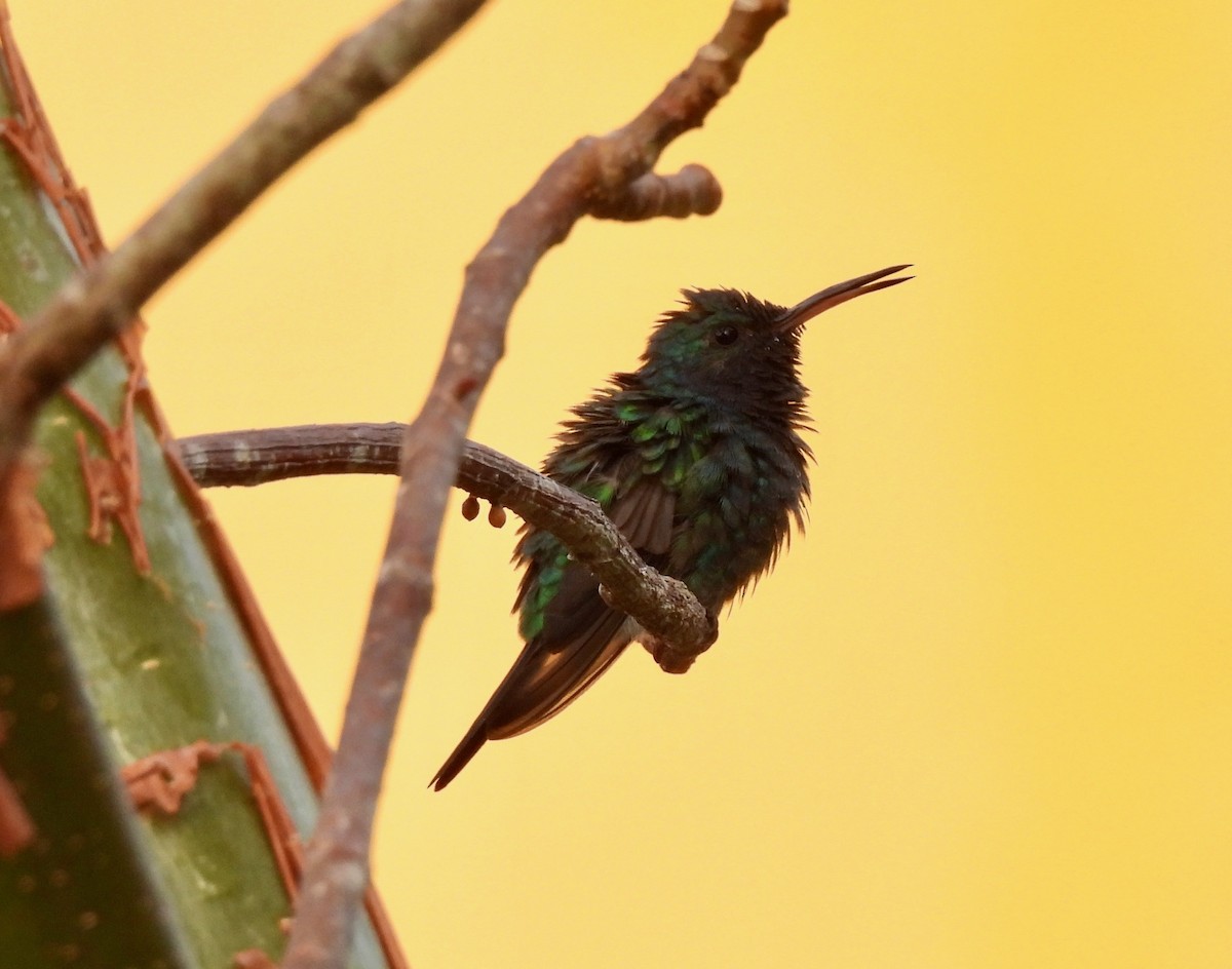 Sapphire-throated Hummingbird - ML630342029