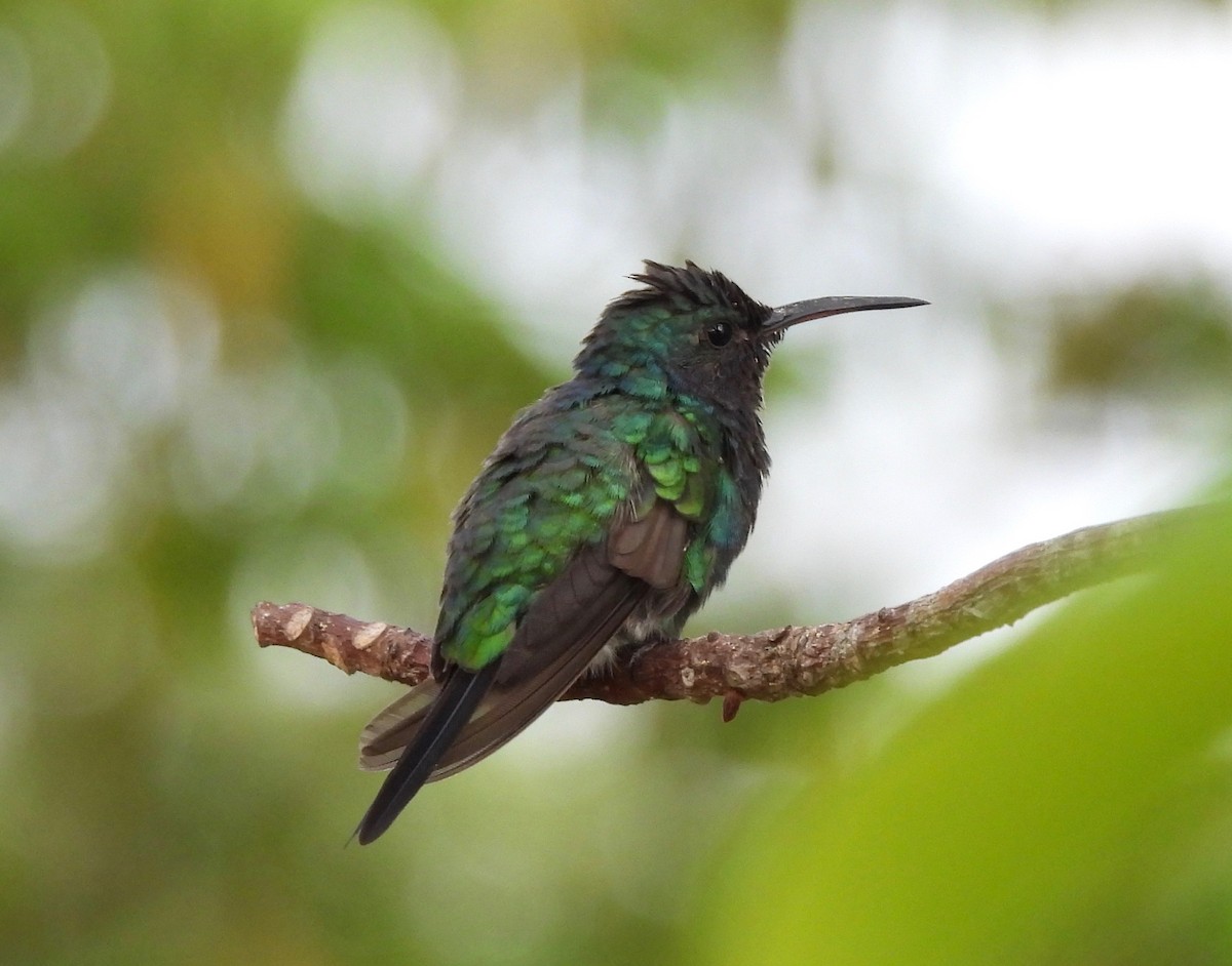 Sapphire-throated Hummingbird - ML630342086