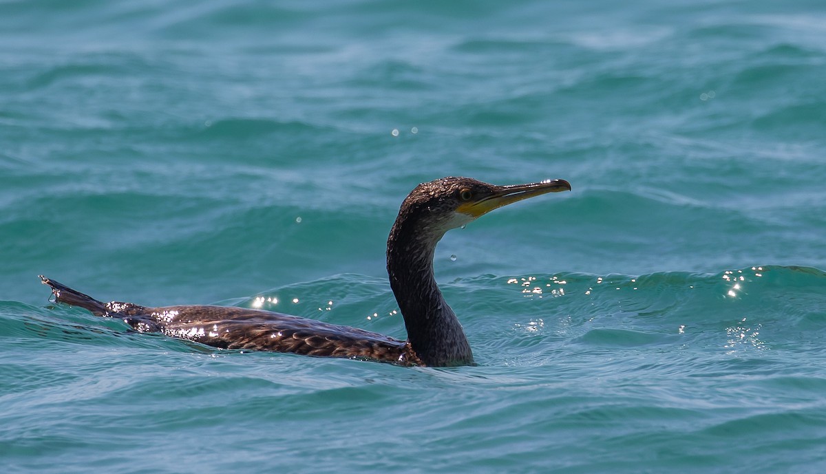 European Shag - ML630342122