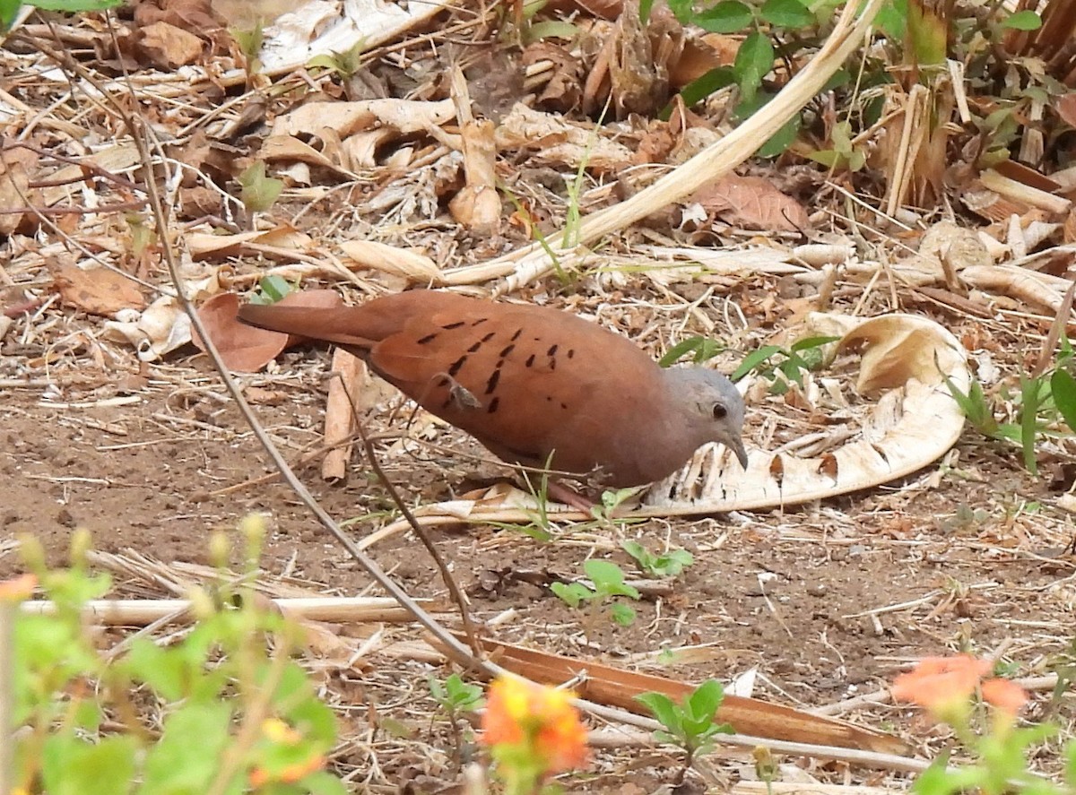 Ruddy Ground Dove - ML630342204