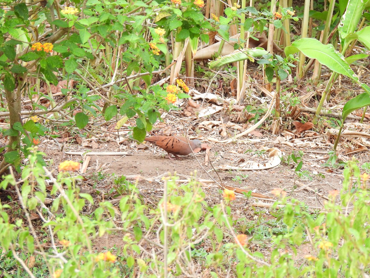 Ruddy Ground Dove - ML630342205