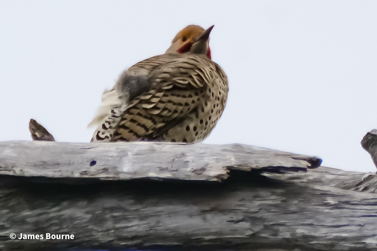 Northern Flicker - ML630342458
