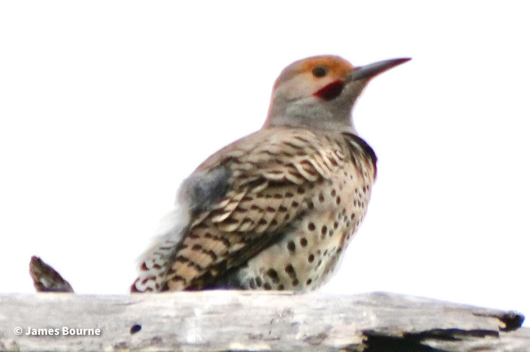 Northern Flicker - ML630342459