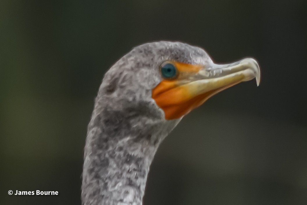 Double-crested Cormorant - ML630342521