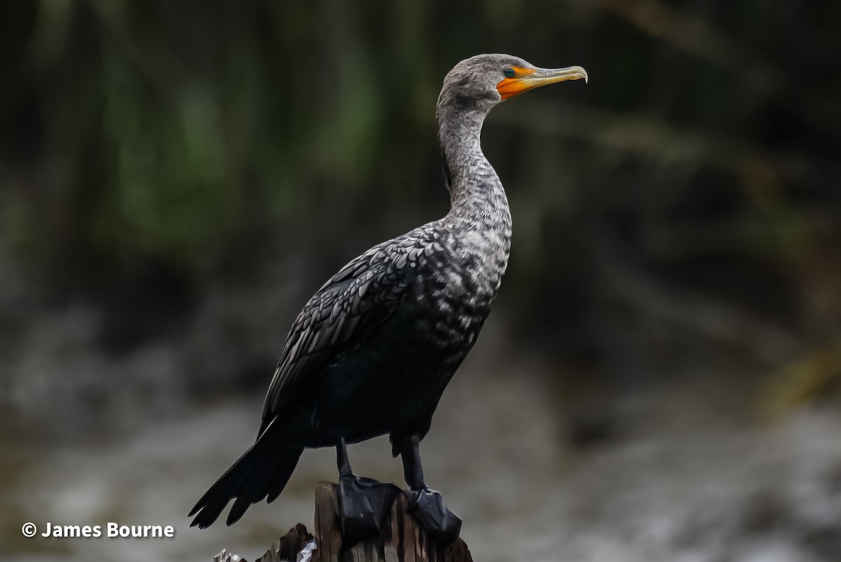 Double-crested Cormorant - ML630342522