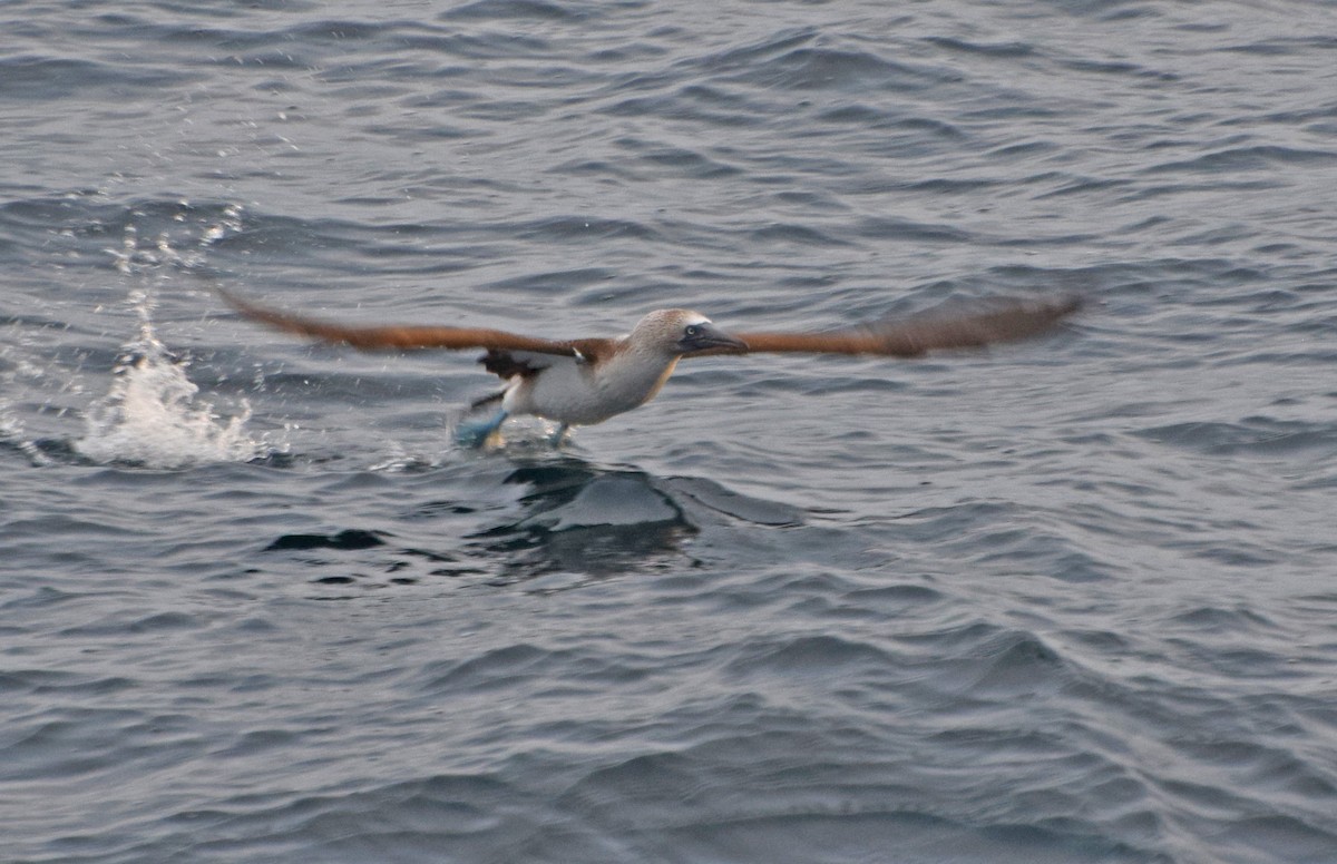 Blue-footed Booby - ML63034351