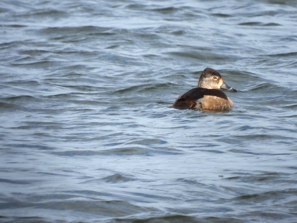 Ring-necked Duck - ML630343550