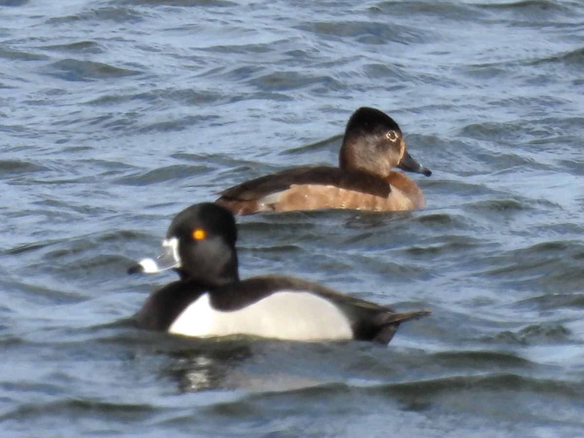 Ring-necked Duck - ML630343551