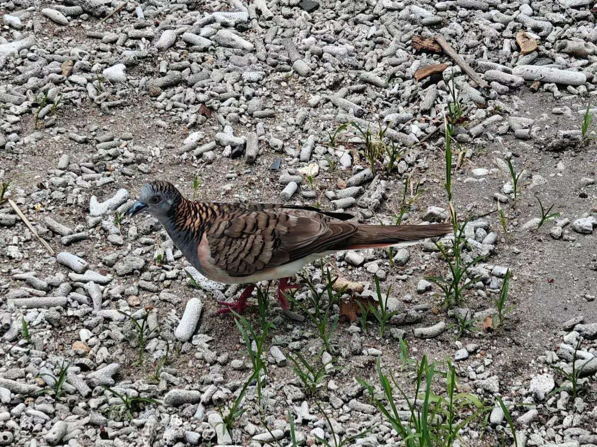 Bar-shouldered Dove - ML630343736