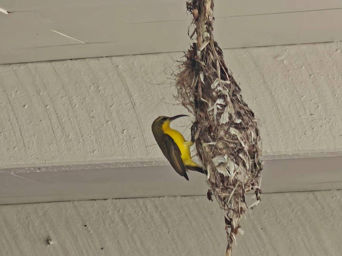 Sahul Sunbird - ML630343740