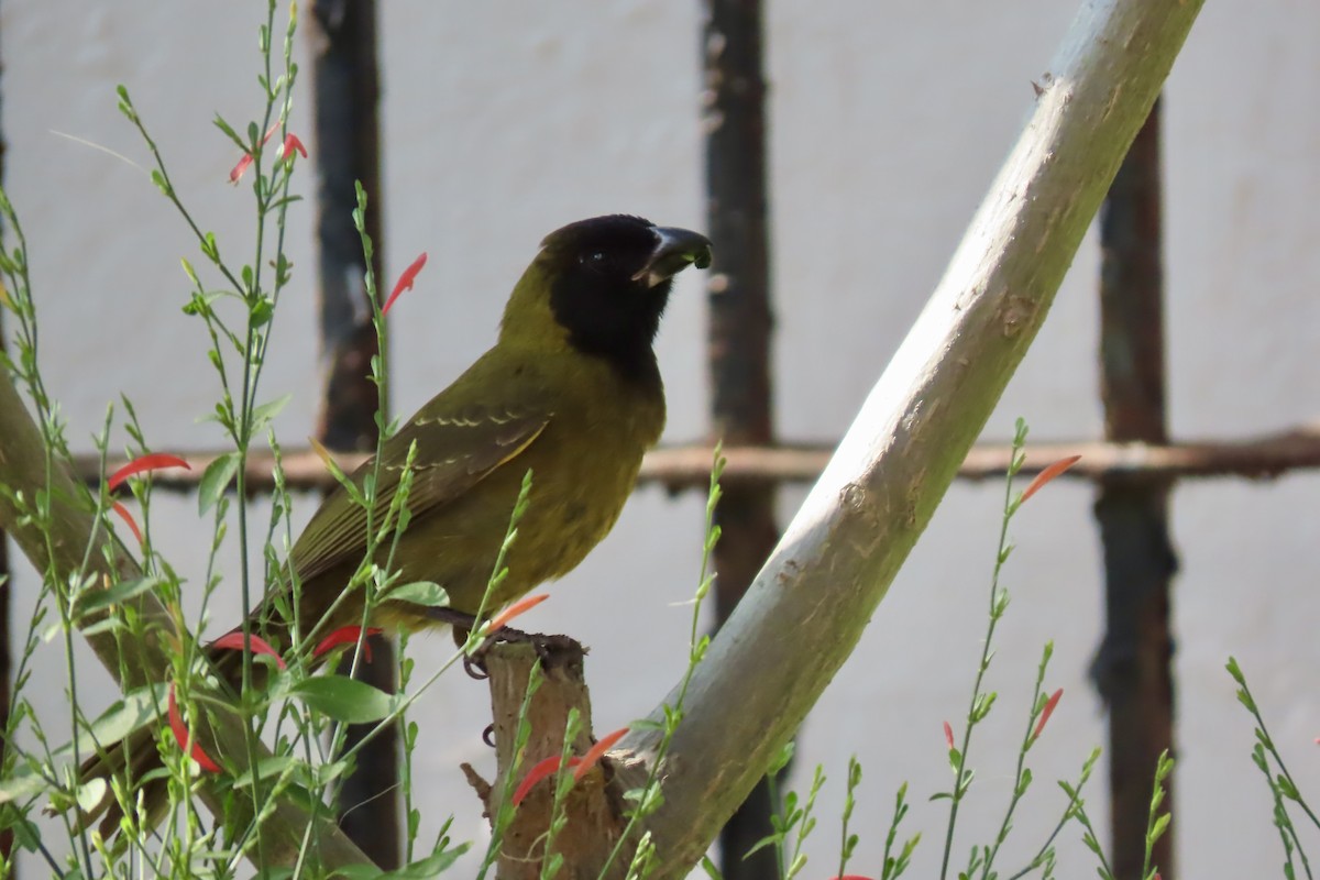 eBird Checklist - 7 Feb 2025 - Quinta Mazatlan WBC (LTC 063) - 7 species