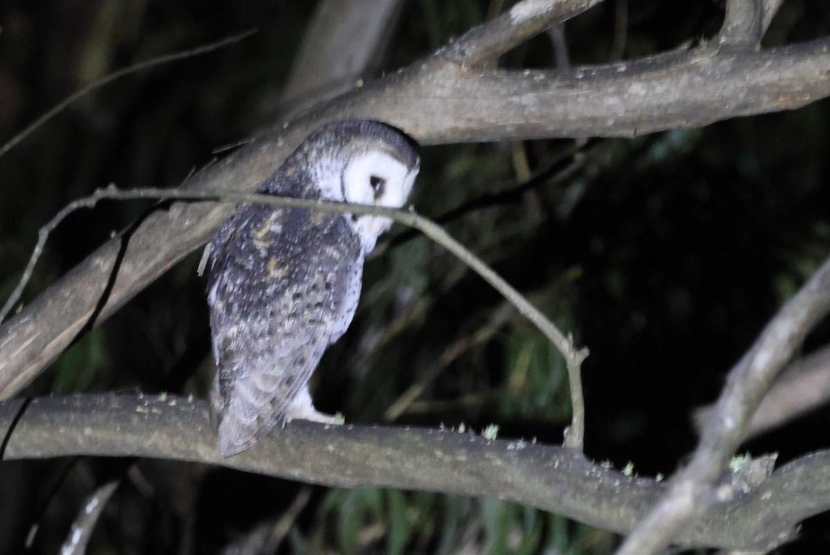 Australian Masked-Owl - ML630344166