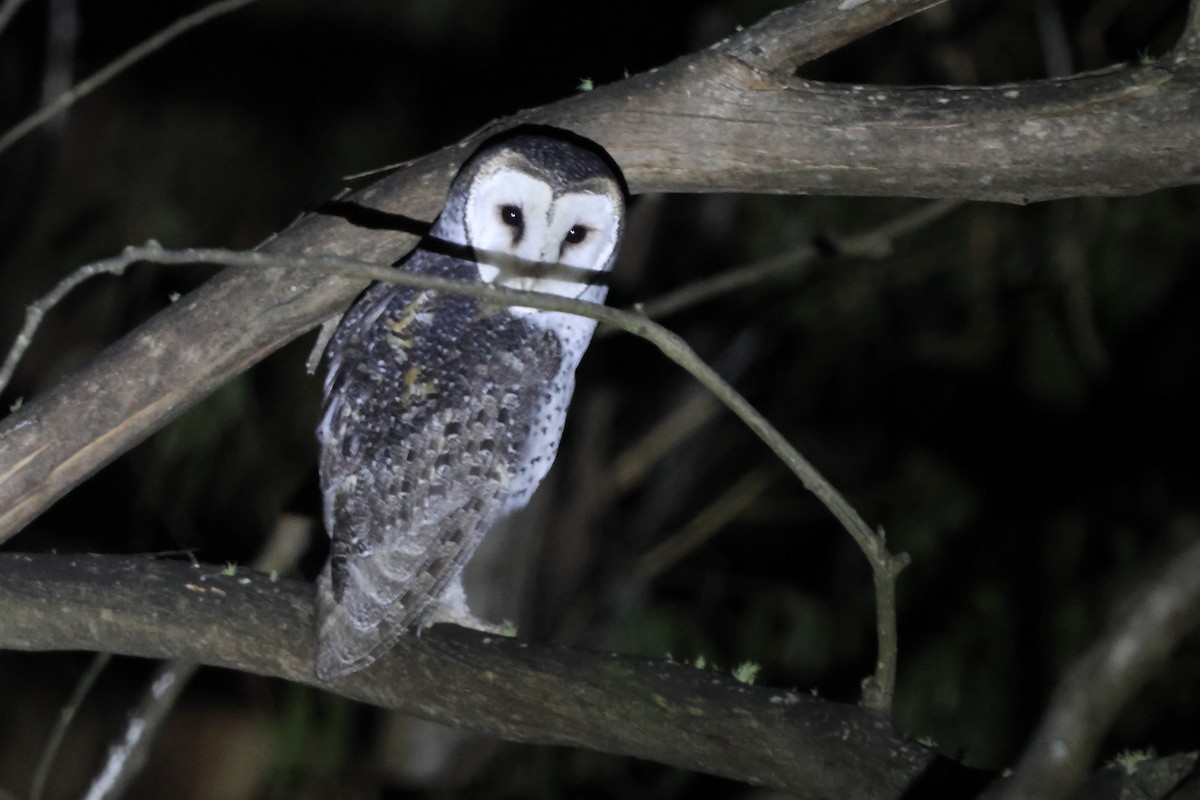 Australian Masked-Owl - ML630344169