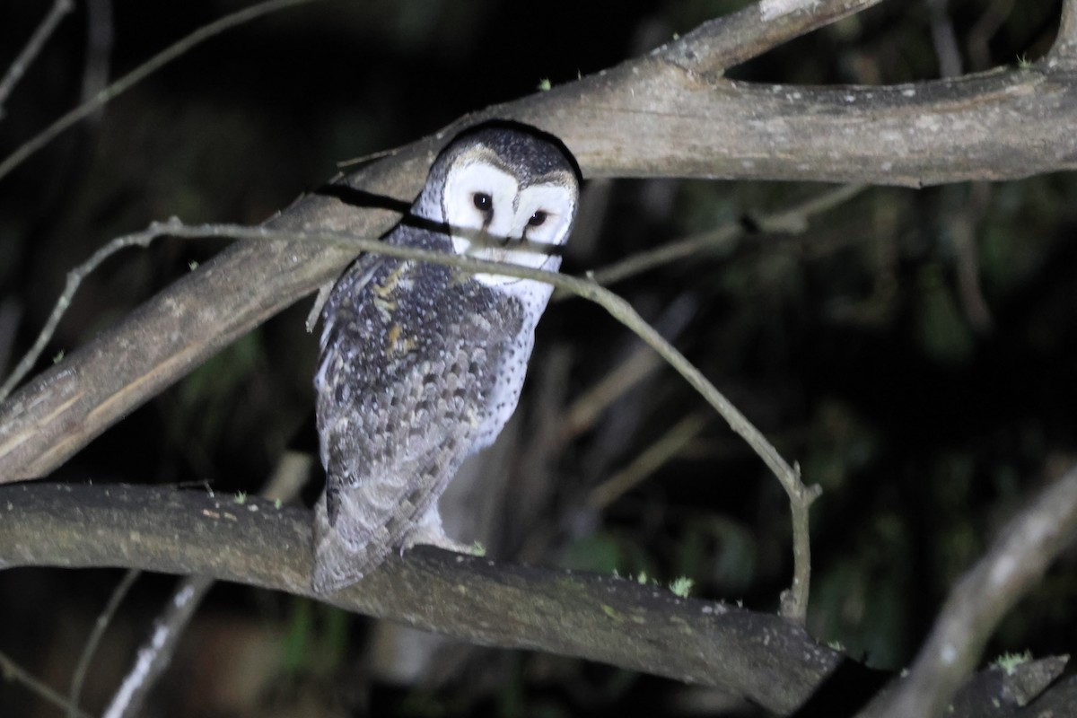 Australian Masked-Owl - ML630344170