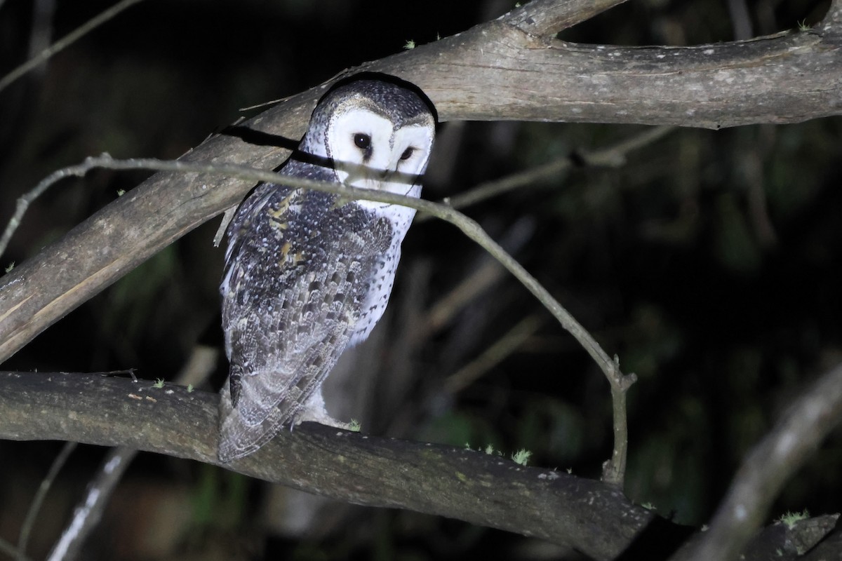 Australian Masked-Owl - ML630344171