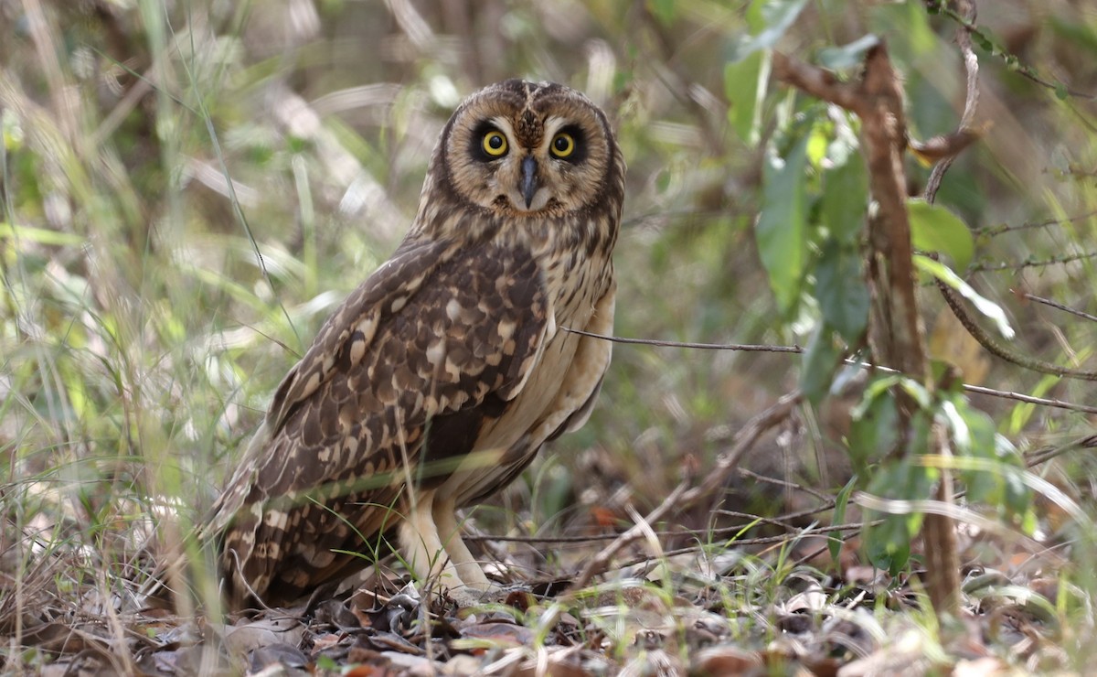 Short-eared Owl (Antillean) - ML630344459