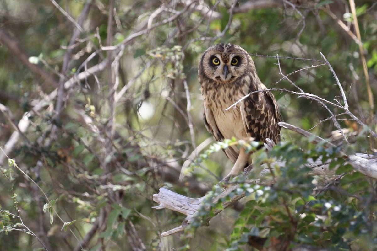 Short-eared Owl (Antillean) - ML630344460