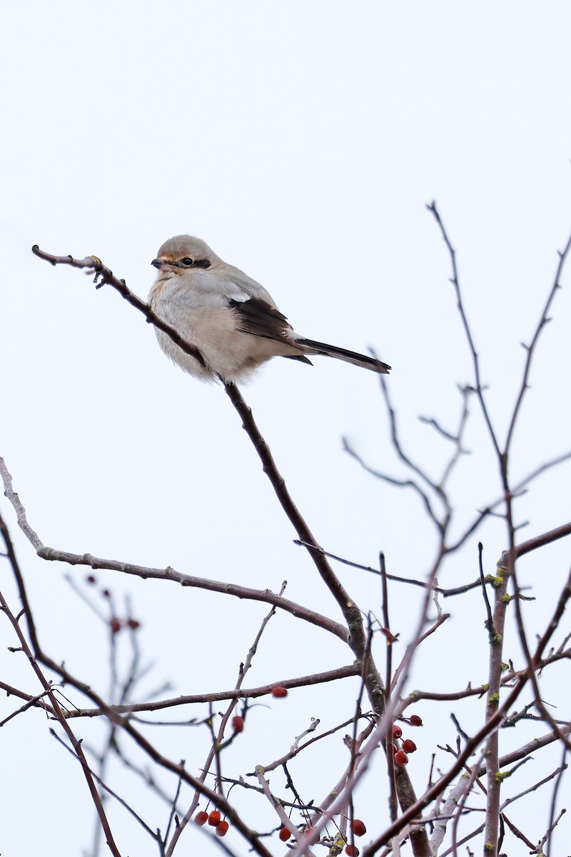 Northern Shrike - ML630344617