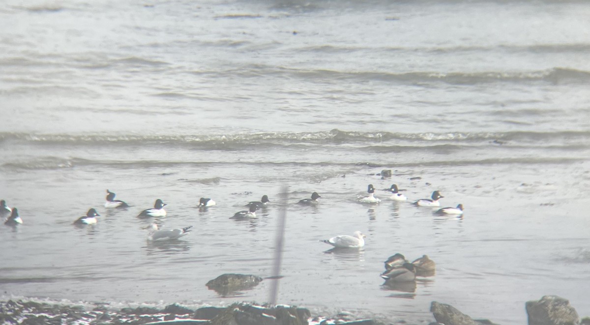 Алаг шунгаач - ML630344657