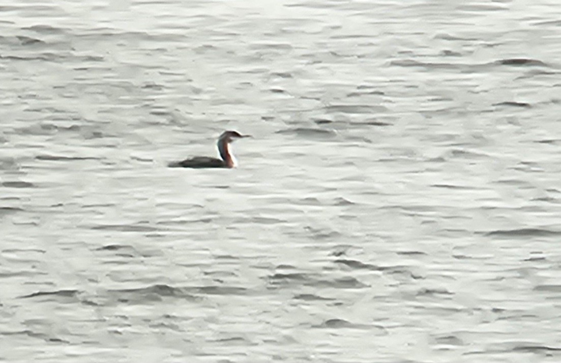 Pacific Loon - ML630344689