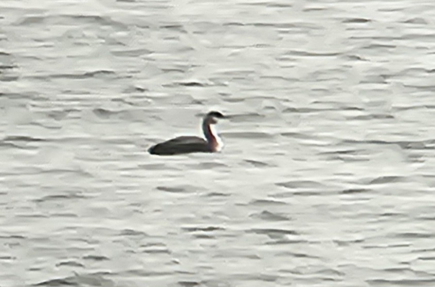 Pacific Loon - ML630344690