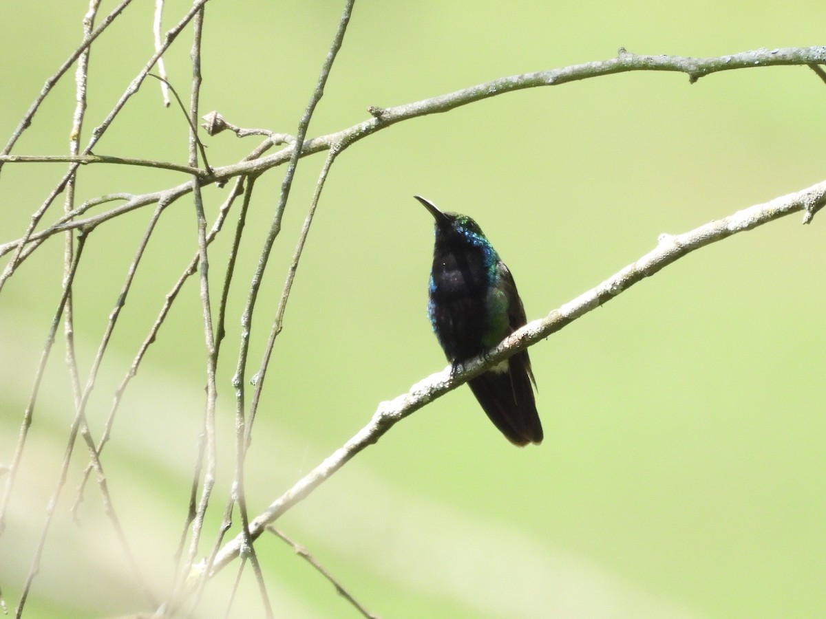Black-throated Mango (Black-throated) - ML630344955