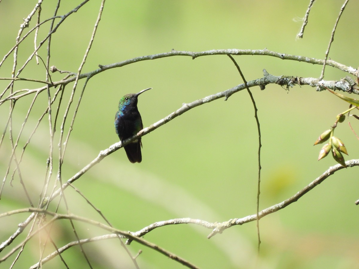 Black-throated Mango (Black-throated) - ML630344975