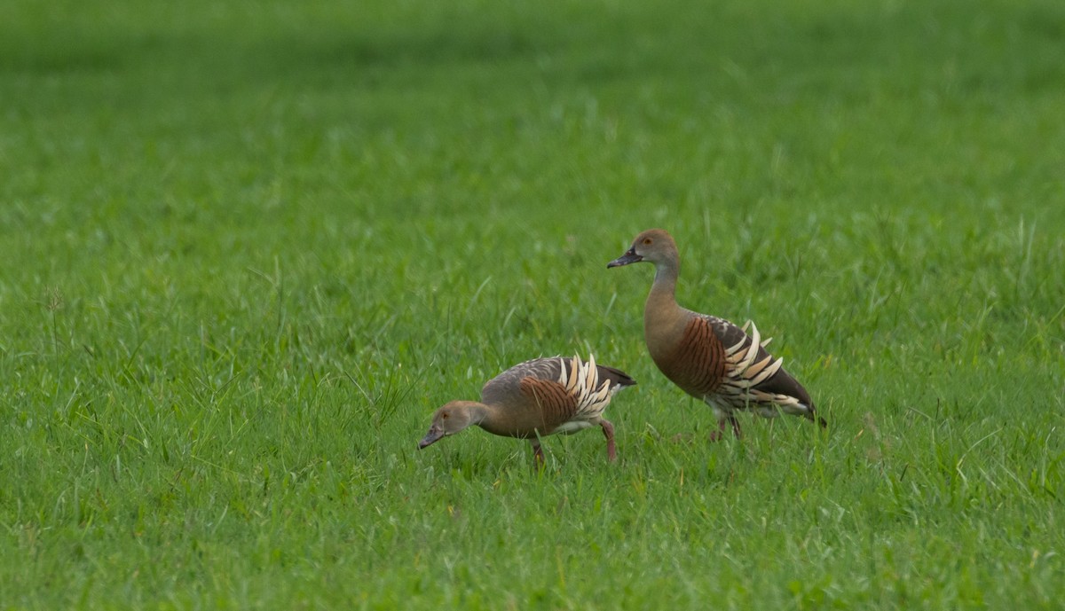 husička australská - ML630345147