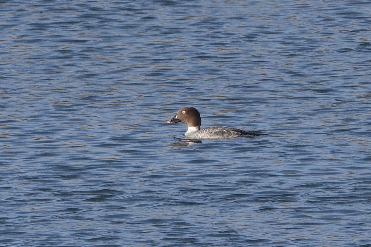 Common Goldeneye - ML630345159