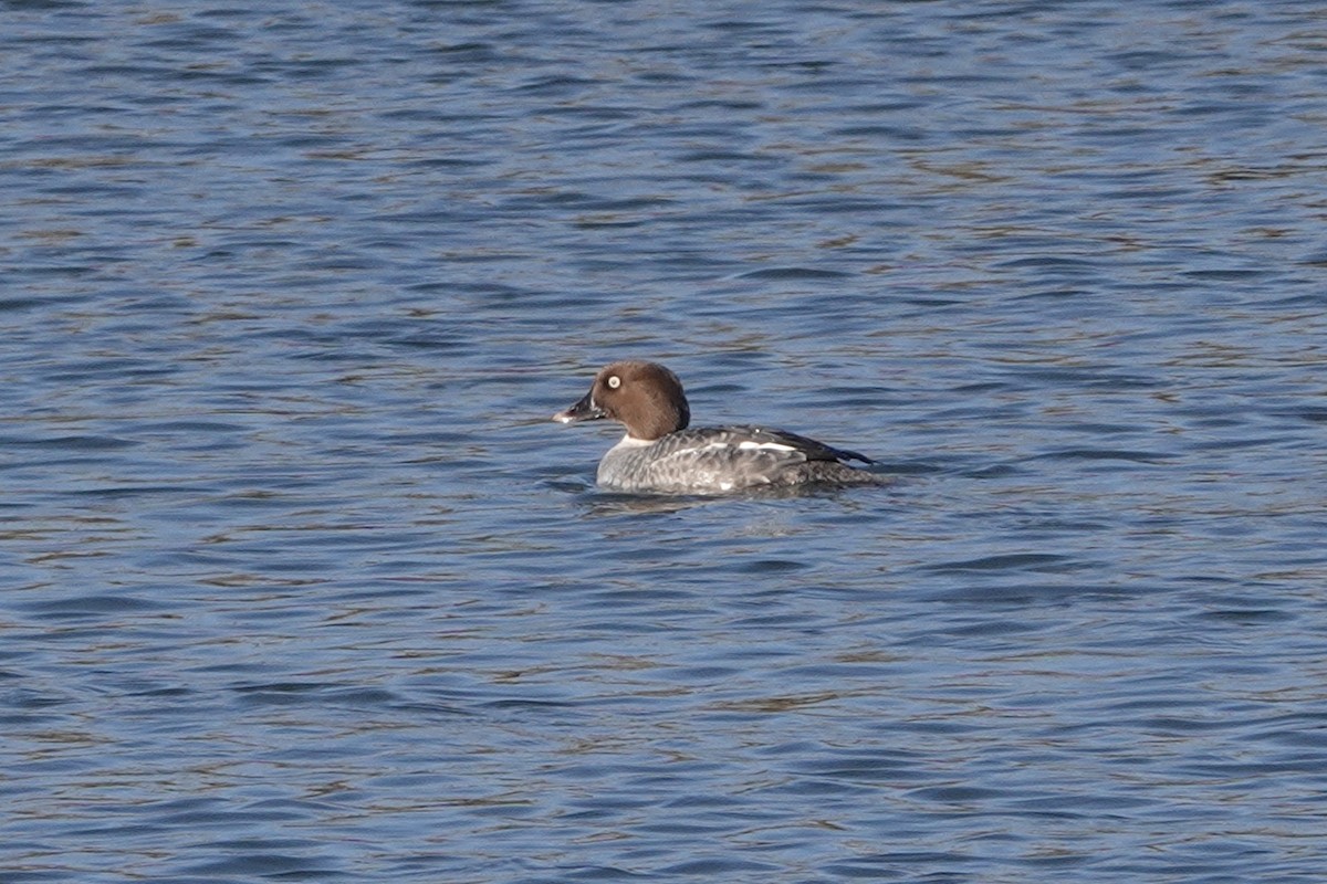 Common Goldeneye - ML630345160
