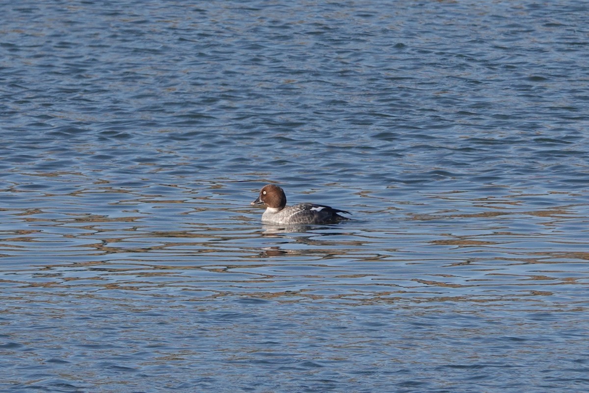 Common Goldeneye - ML630345161