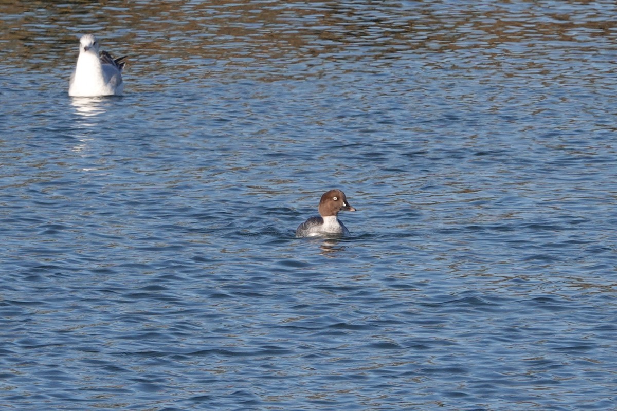 Common Goldeneye - ML630345162